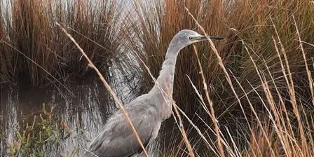 Care & Connect at Wairau Estuary