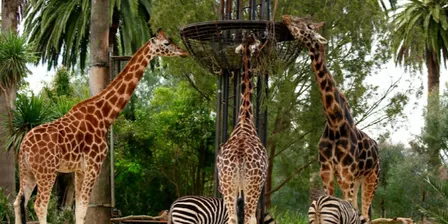 Poppy Holiday Program - Melbourne Zoo and Air Dry Clay Crafts