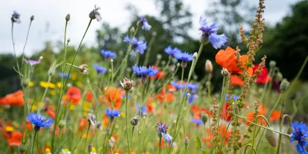 Healing Gardens for Wellbeing: An Introduction to Naturalistic Garden Design