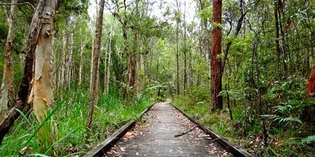 Bushwalking Karawatha Forest