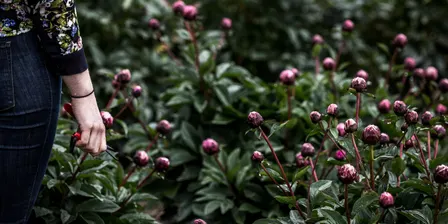 Richmond Peonies Open Day and PYO Saturday Nov 28