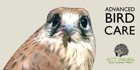 Advanced Bird Training
