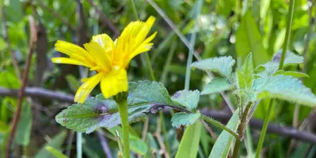 Managing weeds in an urban environment