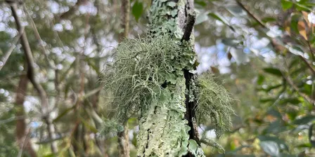 Lichens Talk & Walk - 2026