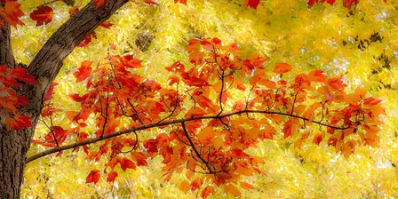 Autumn in the Arboretum