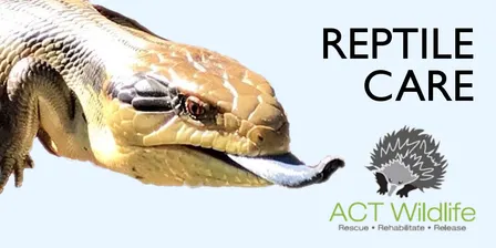 Basic Reptile care