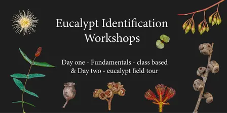 Eucalypt ID workshop (Sydney) - Two or Three day training (12th-14th November)