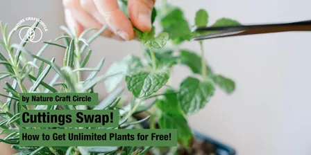Cuttings Swap - How to Get Unlimited Plants for Free - 10.04.27