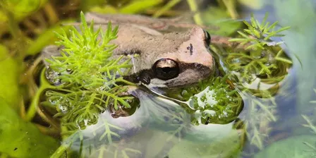 Fun with Frogs Victoria