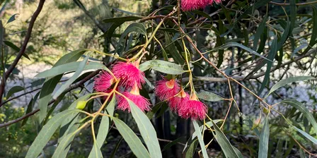 Walk and Talk with an Arborist - Halliday Park