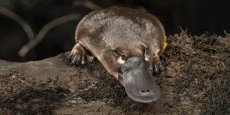 Platypus Whispers - Walk on the Wild Side - 2026