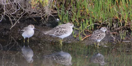 Great Aussie Bird Count at Cheetham Wetlands