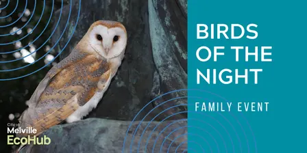 Birds of the Night — Family Event (Ages 8+)