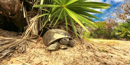 Gopher Tortoise Habitat Enhancement Project Talk 2026