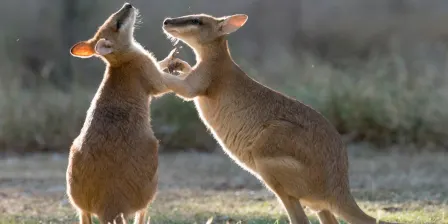 Wallaby Counting with YHA Cairns Central