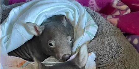 Wombat Training