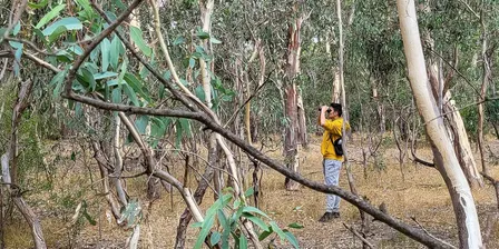 Birder early access