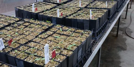 Greening Your Thumb: Natives from Seed