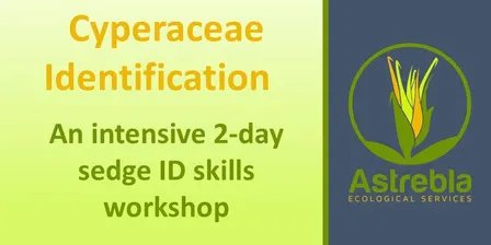 Sedge ID Skills Workshop