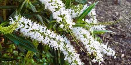 Flowers of Aotearoa