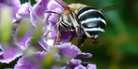 What's the buzz about native bees?
