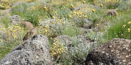 Doreen's Grassland walk