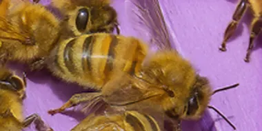 Bee Experience - School Holidays