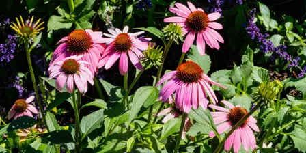 WORKSHOP: Botanical Tea Blending | Floriade at Lanyon 2026