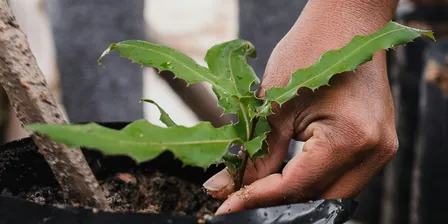 Designing & Creating a Portable Garden