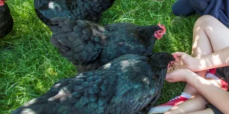 Farm Tours- for Children's Week