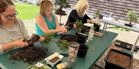 Bonsai Beyond Essentials: Level 3 with Peter Olsen