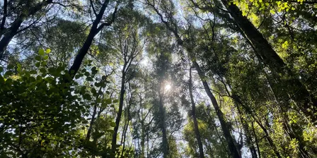 Group Forest Therapy Session