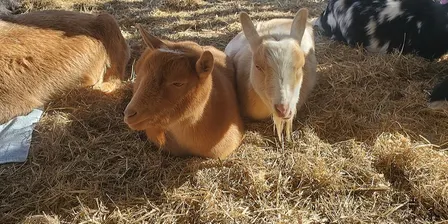 Farm and Nature Explorers (for Kids or Families)