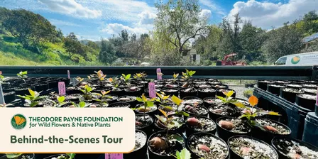 Behind-The-Scenes at Theodore Payne Foundation — October 3, 2026
