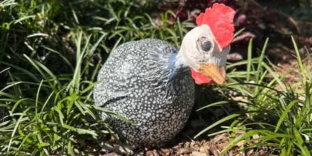 Ceramic Guinea Fowl Workshop