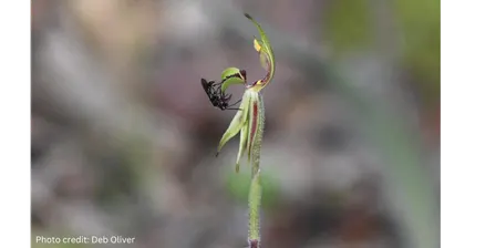 Wasps and Wildflowers Walk