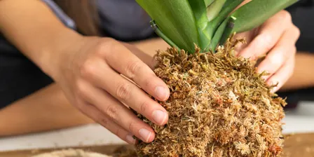 Kokedama Creation | Live Well Plants and Pours Workshops