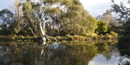 Family Forest & Nature Design Experience | North Gardens Wetlands