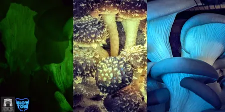 Glow Tour at Tunnel Hill Mushrooms!