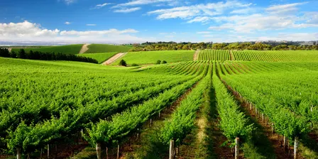 Tackling African Lovegrass: For Grape Growers and Landholders