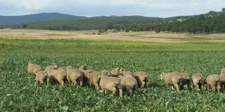 Maximising your grazing crops