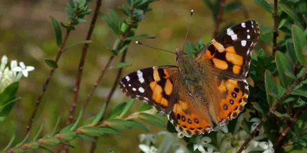 Pollinator walk at Como House & Gardens