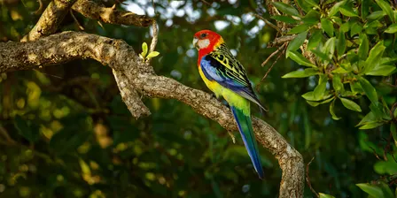 Bird Walk and Talk ‒ Cumberland Bird Observers Club