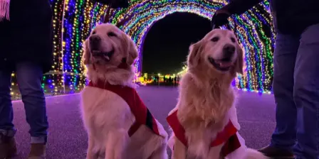 Winter Wonderland - Lights and Leashes Walk
