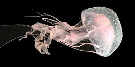 Jellyfish - beauty or beast?