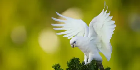 Parrots and Cockatoos of the Darling Downs- Talk by Scot McPhie
