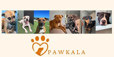 Pawkala Animal Welfare Charity Gala Dinner