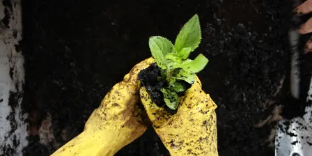 Weekly Growers Group - Fridays at Kensington Native Nursery 18th Sept