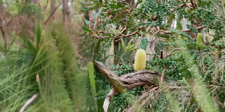 How gardeners can support Banksia Woodlands