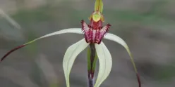 Nature ID: Discovering Nillumbik's Wildflowers
